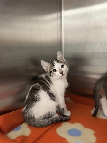 A baby small-sized male Domestic Medium Hair cat named Cesar Bayona for adoption in San Martin, CA