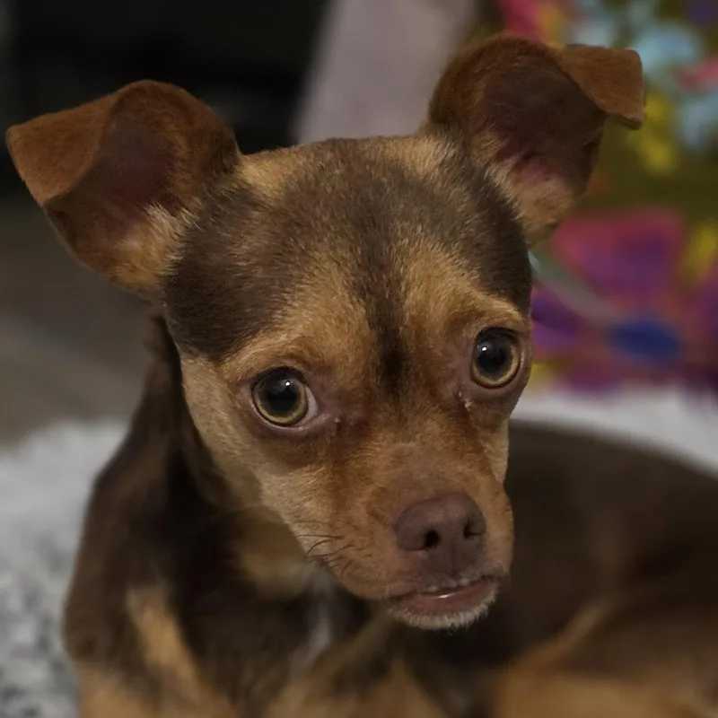 An adult small-sized female Bicolor Terrier dog named Pj for adoption in Bulverde, TX