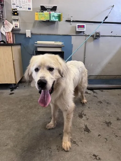 An adult large-sized male Great Pyrenees dog named Monty for adoption in Camarillo, CA