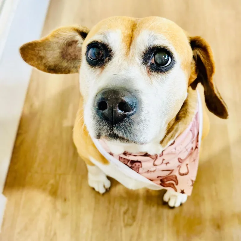 A senior medium-sized female Yellow / Tan / Blond / Fawn Mixed Breed dog named Coach for adoption in LOXAHATCHEE, FL