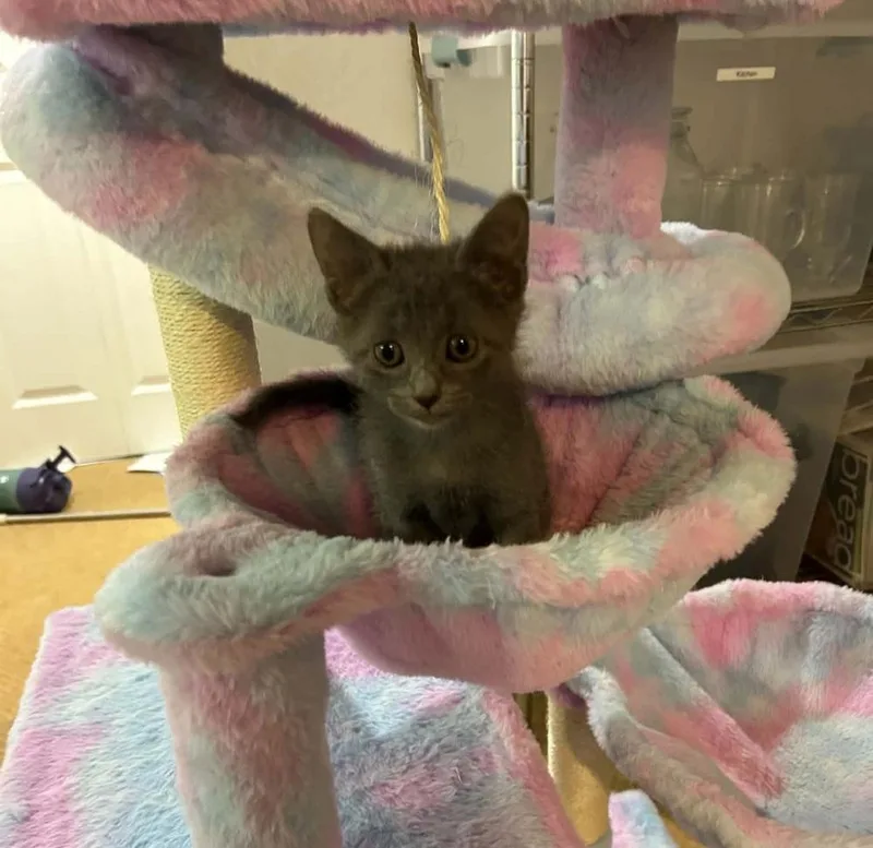 A baby medium-sized female Gray / Blue / Silver Domestic Short Hair cat named Moiraine for adoption in Sedalia, CO