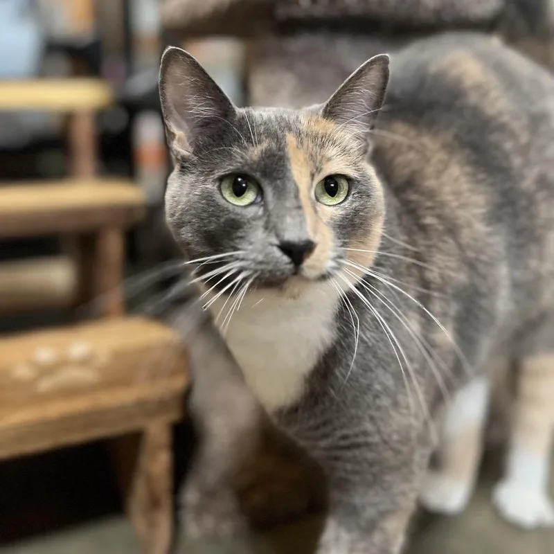 An adult large-sized female Calico Domestic Short Hair cat named Ciara for adoption in Folsom, LA
