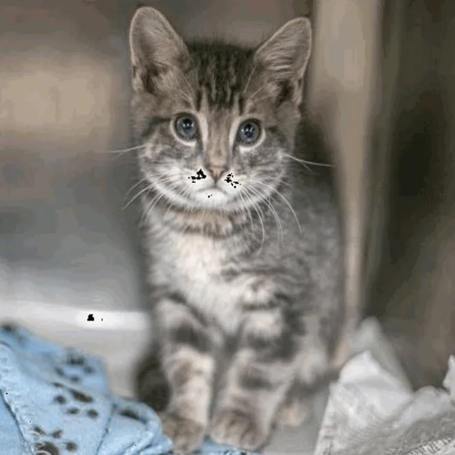 A baby small-sized male Domestic Short Hair cat named Hamilton for adoption in New York, NY