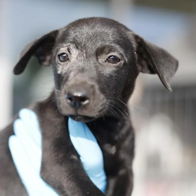 A baby small-sized male Shepherd dog named Nate for adoption in San Antonio, TX