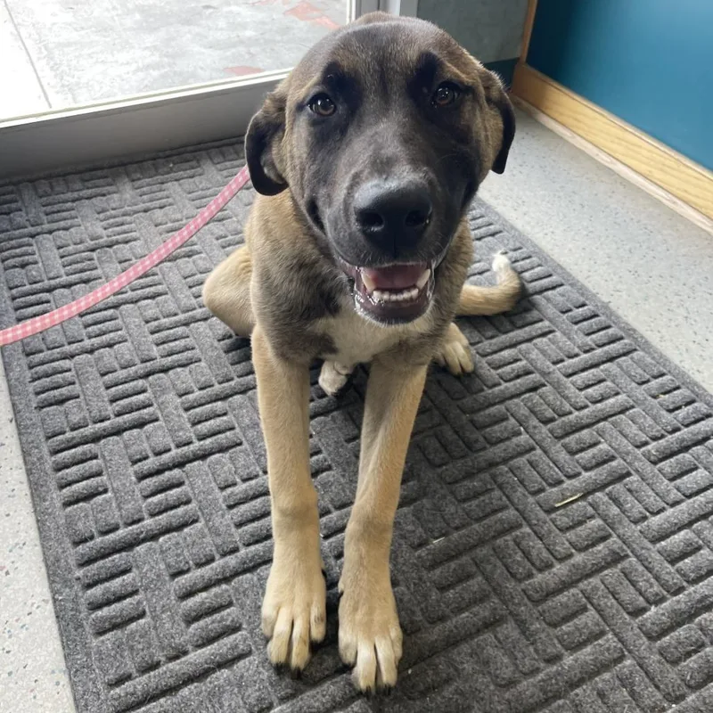 A baby extra large-sized female Brown / Chocolate Anatolian Shepherd dog named Lilac for adoption in Shawnee, KS