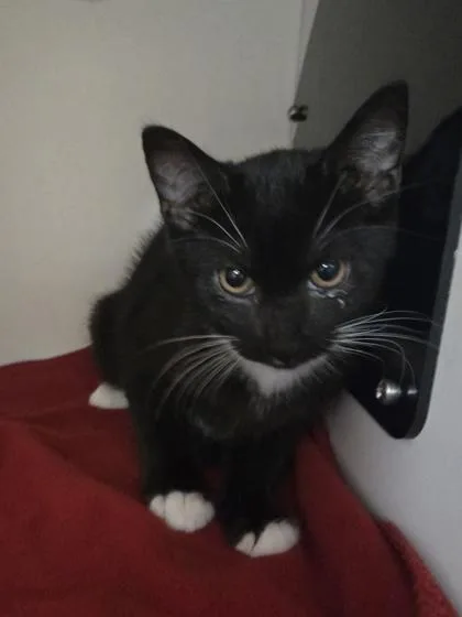 A baby small-sized male Domestic Short Hair cat named Bruno Meowrs for adoption in Savannah, GA