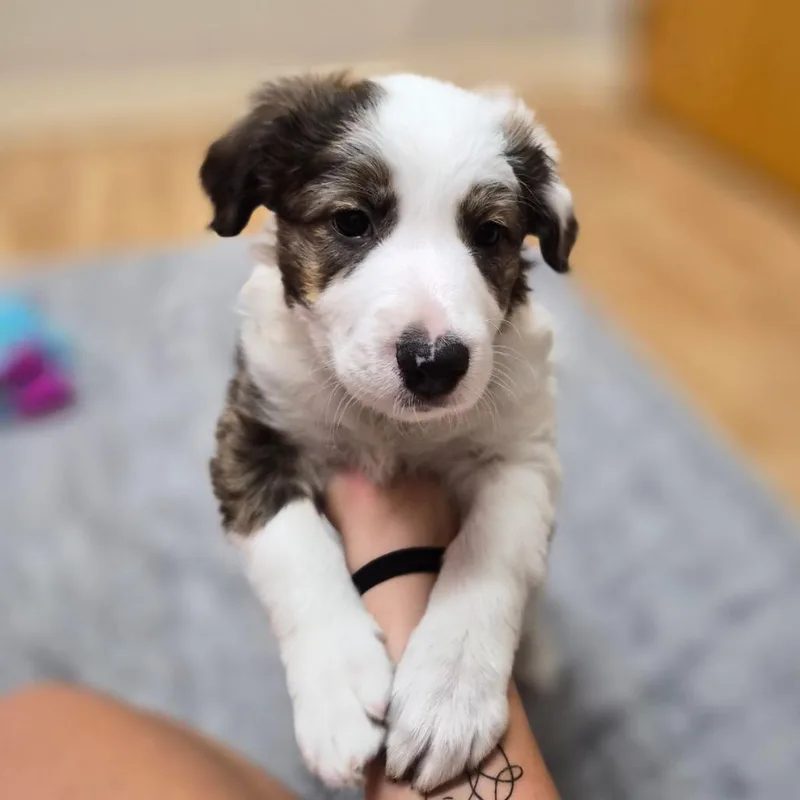 A baby small-sized female Mixed Breed dog named Rosalind for adoption in Woodstock, IL