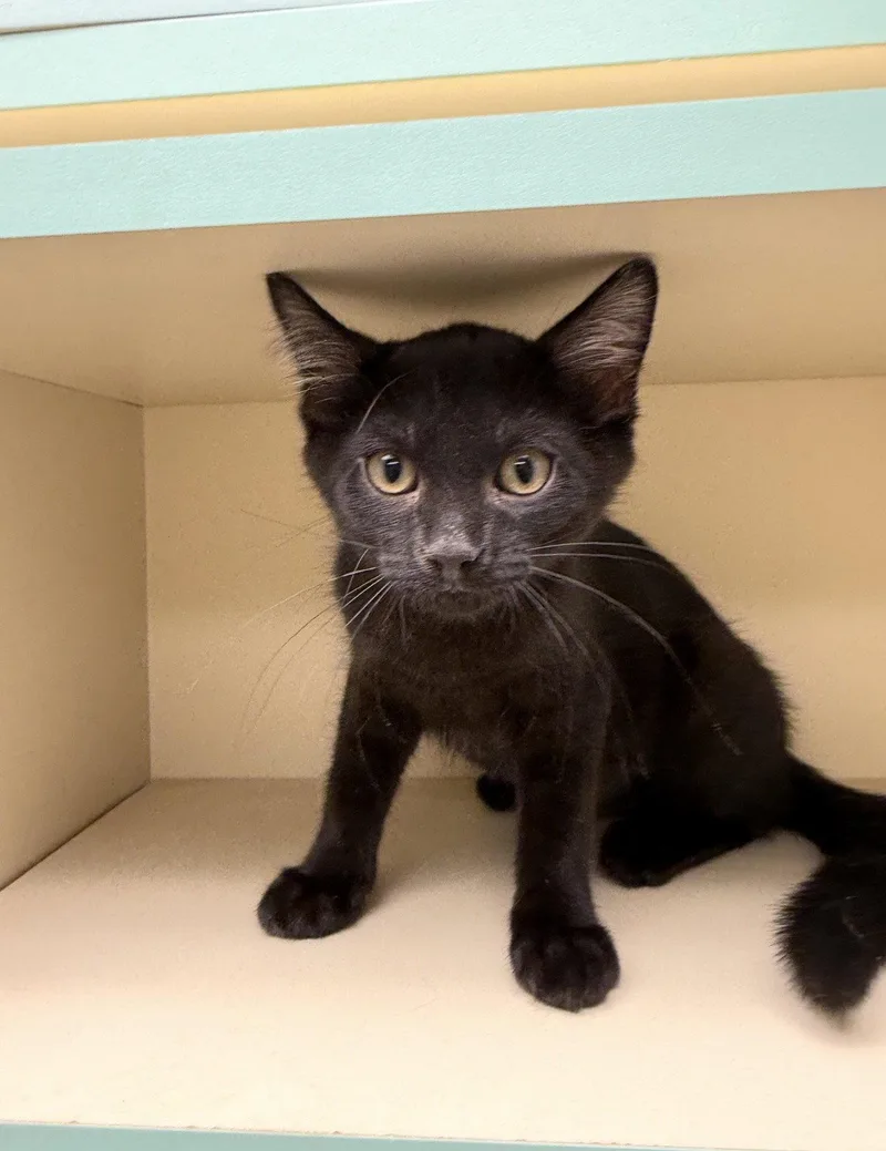 A baby medium-sized female Black Domestic Short Hair cat named Larsa for adoption in Walled Lake, MI