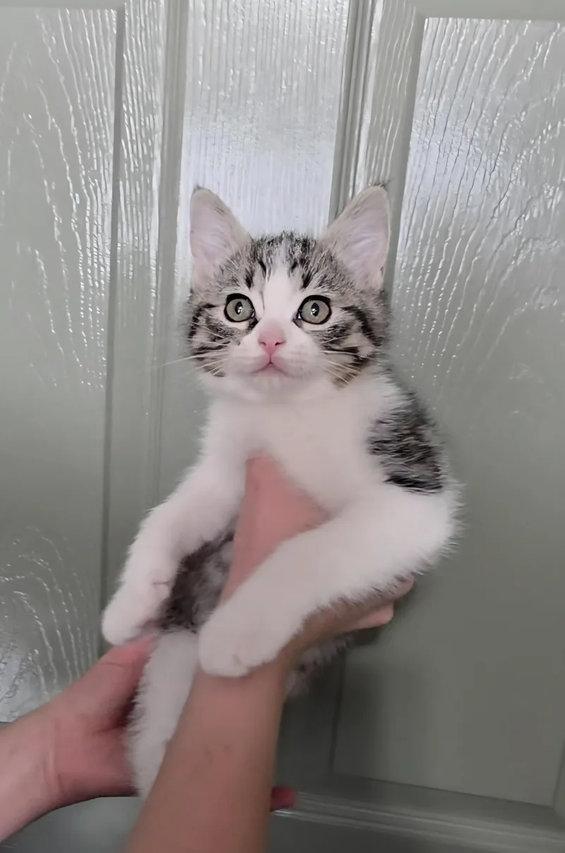 A baby small-sized female Domestic Short Hair cat named Terra for adoption in Heyburn, ID