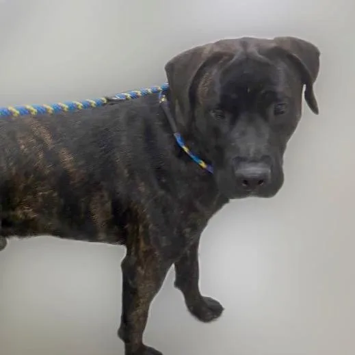 A young large-sized male Mastiff dog named Apollo for adoption in Reno, NV