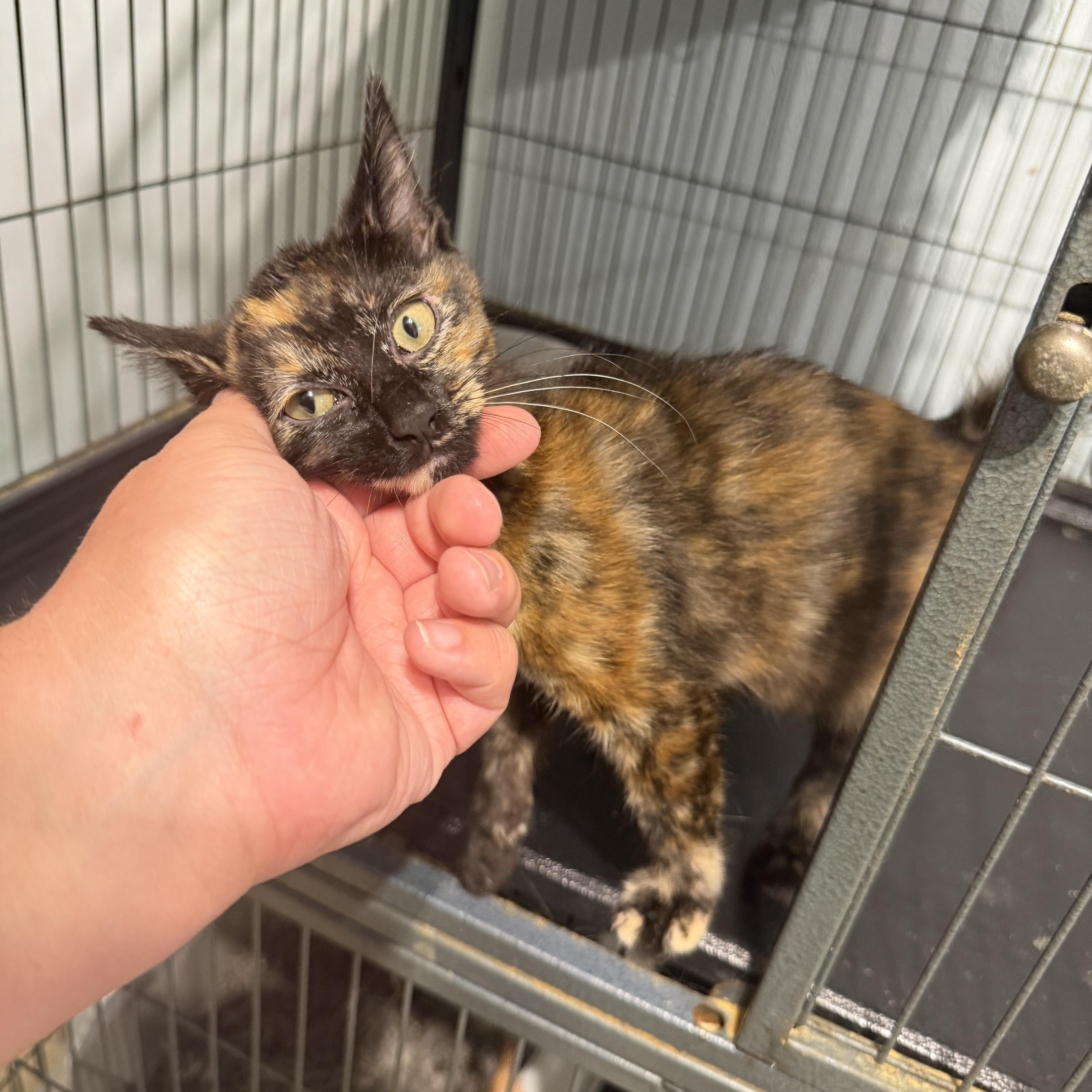 A baby medium-sized female Domestic Short Hair cat named Emma for adoption in Simpsonville, SC