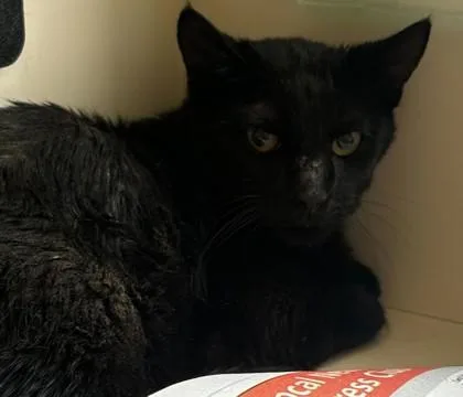 A young small-sized female Domestic Short Hair cat named Roya for adoption in Chamblee, GA