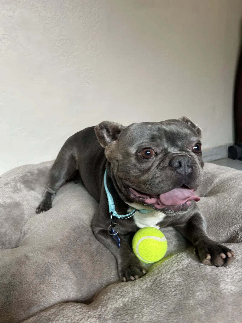 An adult medium-sized male French Bulldog dog named Dumbo for adoption in San Ysidro, CA