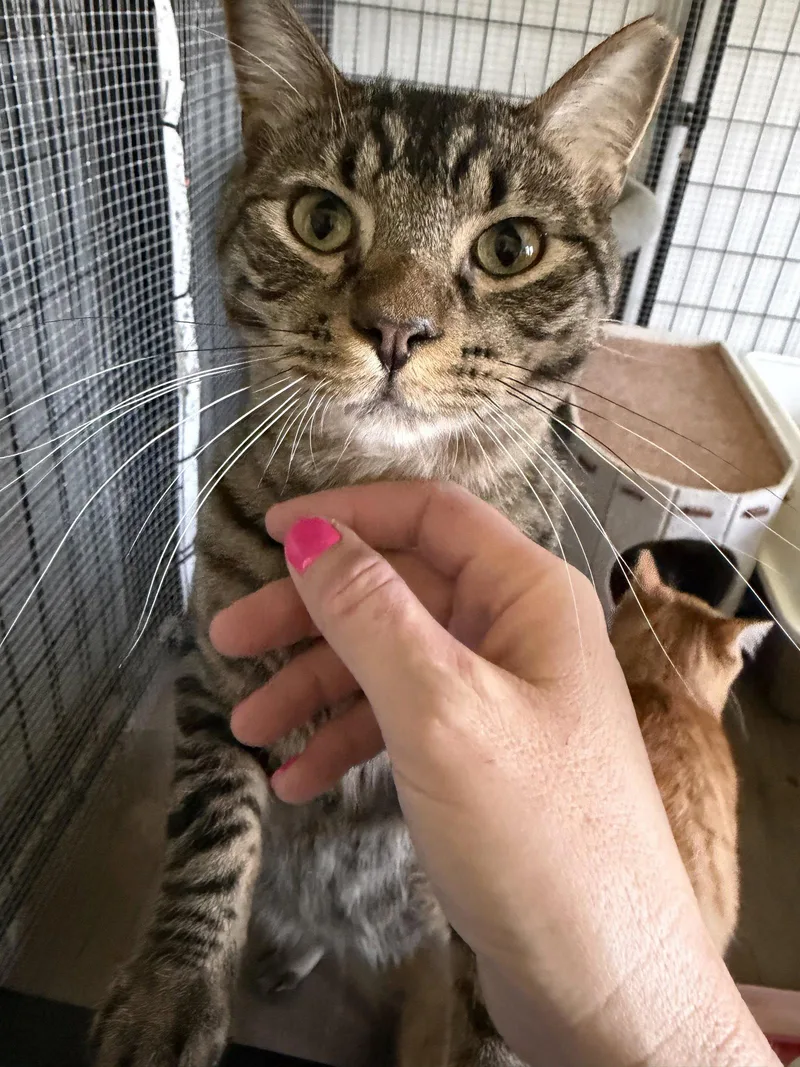 An adult medium-sized female Domestic Short Hair cat named Bosh for adoption in Coralville, IA