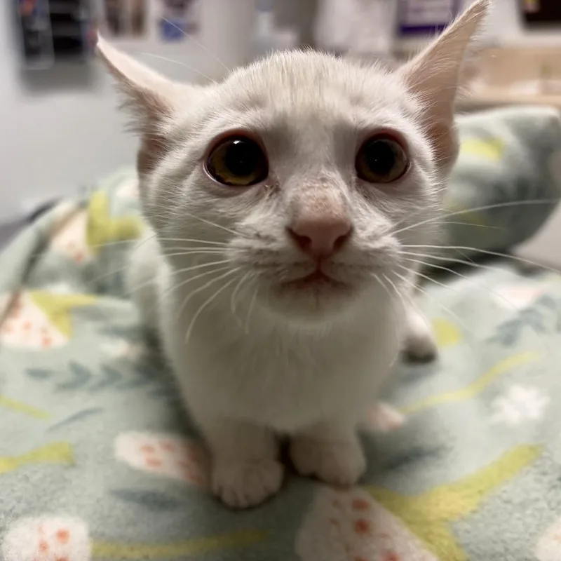 A baby small-sized female American Shorthair cat named Nimbus for adoption in Mount Shasta, CA