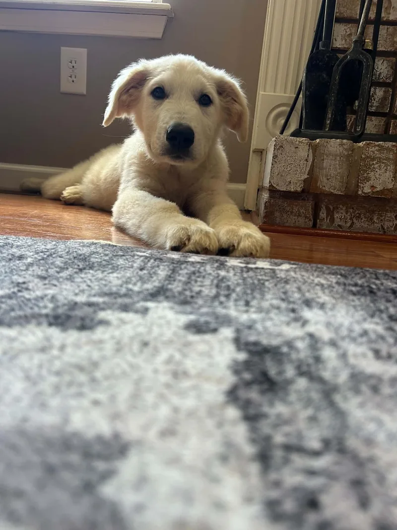 A baby large-sized male Great Pyrenees dog named Nash for adoption in Fenton, MO