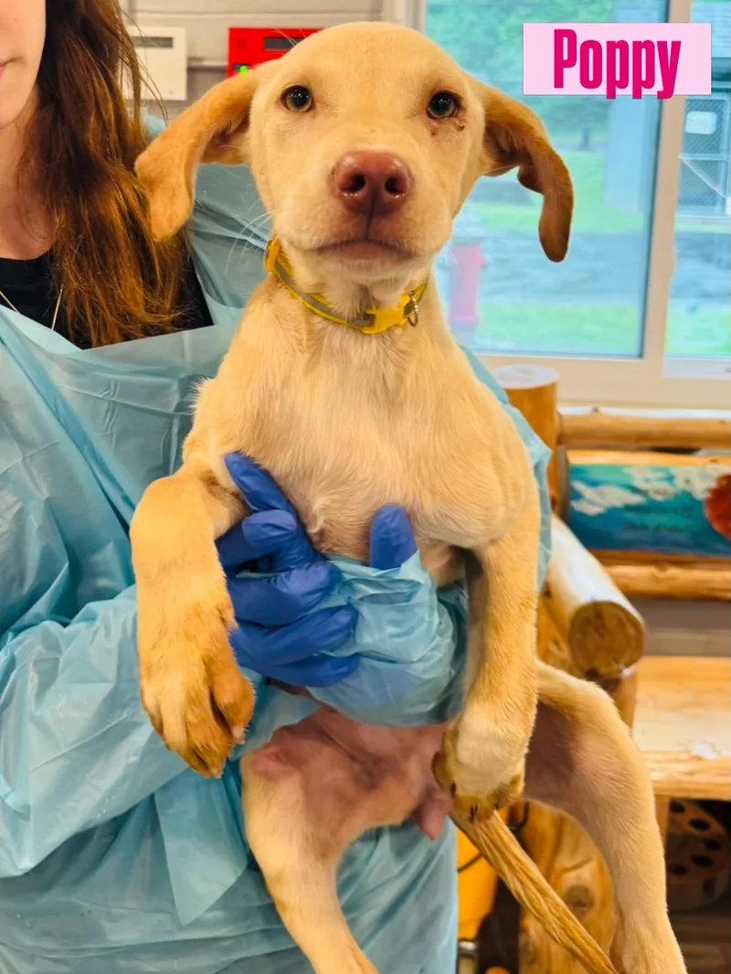 A baby large-sized female Labrador Retriever dog named Poppy for adoption in Rock Hill, NY