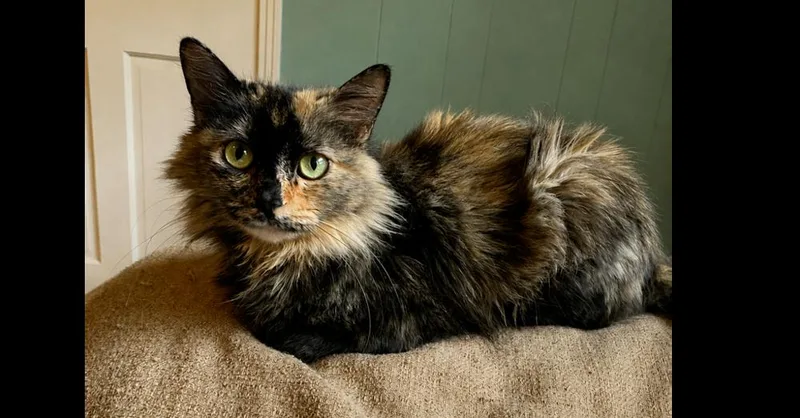 An adult medium-sized female Tortoiseshell Domestic Medium Hair cat named Tranquility for adoption in Groveland, MA