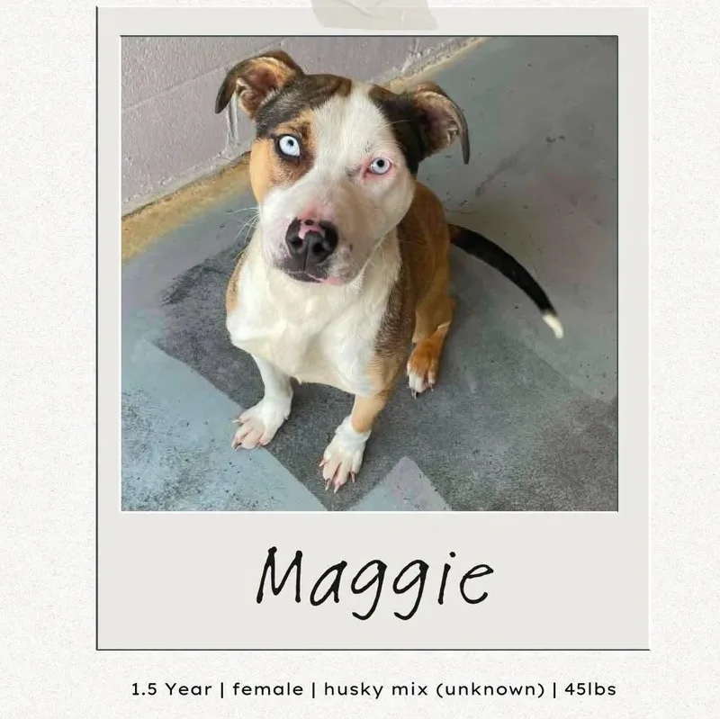 A young medium-sized female Mixed Breed dog named Maggie for adoption in Highland, NY