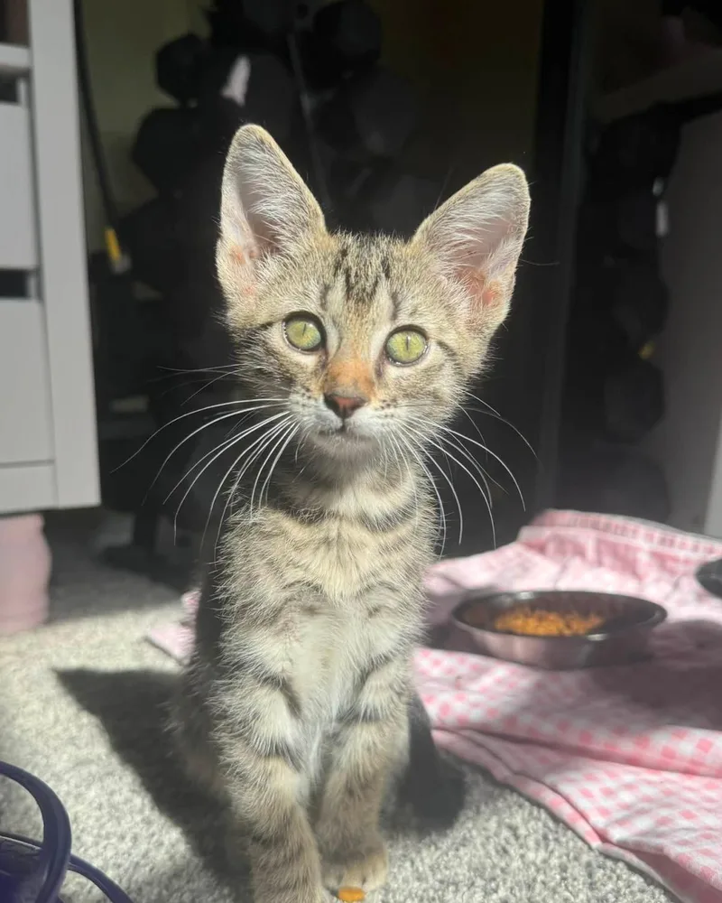 A young medium-sized male Tabby (Brown / Chocolate) Domestic Short Hair cat named Macaron for adoption in Frisco, TX