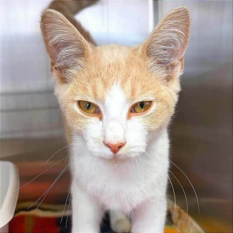 A young small-sized male Buff / Tan / Fawn Domestic Short Hair cat named Timber for adoption in Hannibal, MO