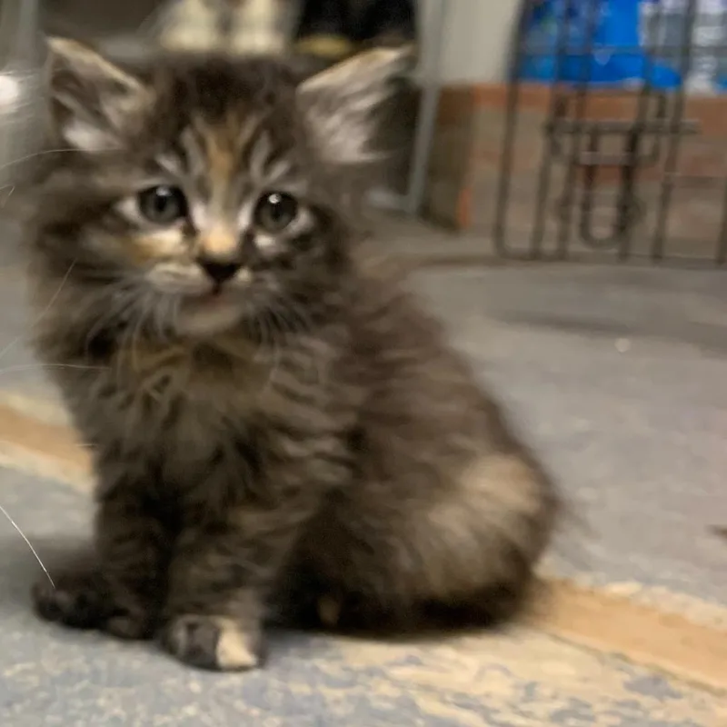 A baby small-sized female Torbie Domestic Long Hair cat named Rae for adoption in Riverside, CA