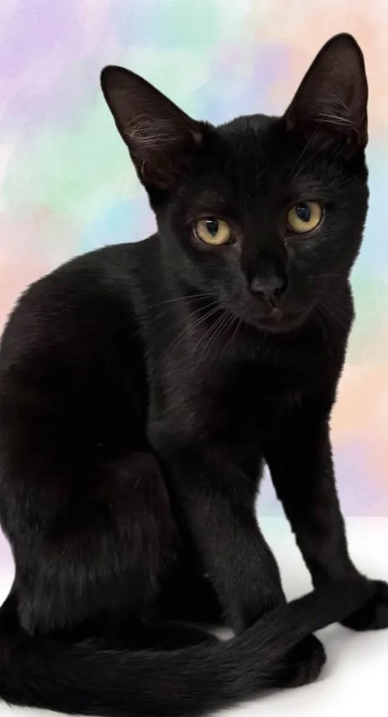 A baby small-sized male Domestic Short Hair cat named Panther for adoption in St. Augustine, FL