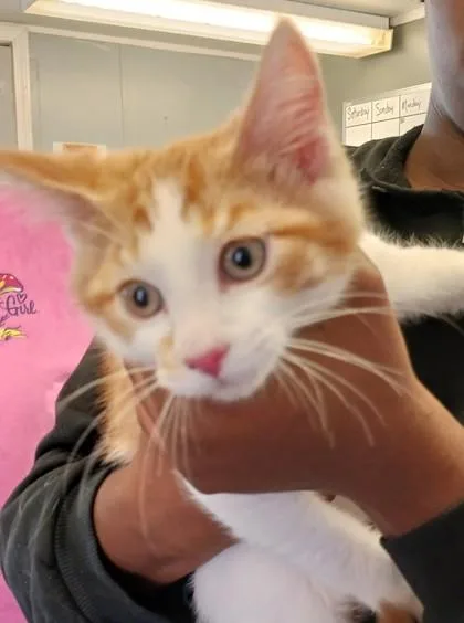 A baby medium-sized male Domestic Short Hair cat named Kip for adoption in West Memphis, AR