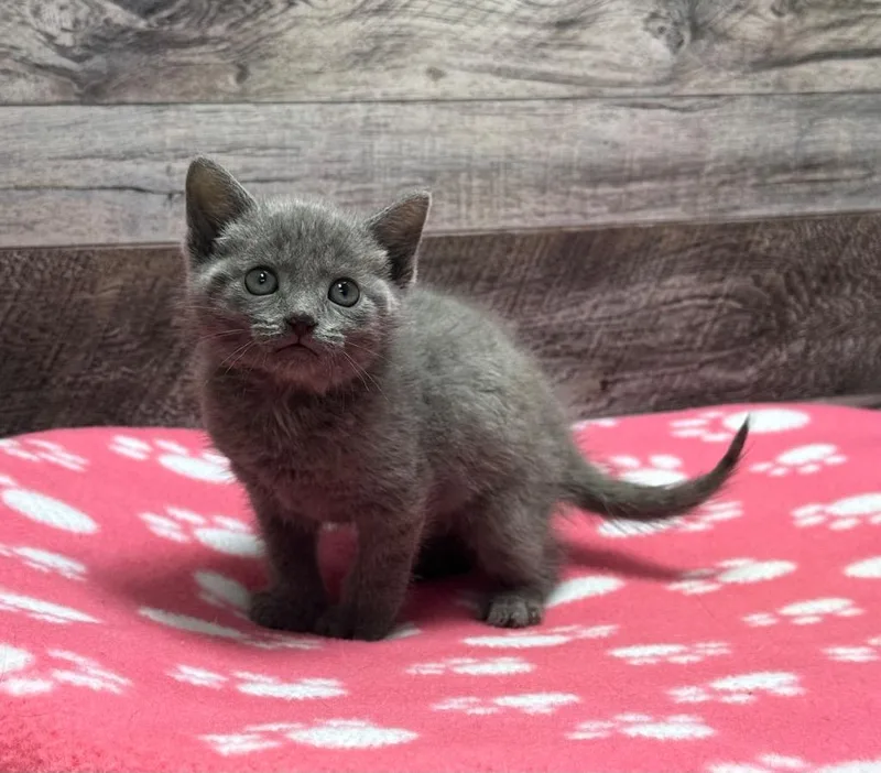 A baby small-sized male Domestic Short Hair cat named Preston for adoption in Washington Court House, OH