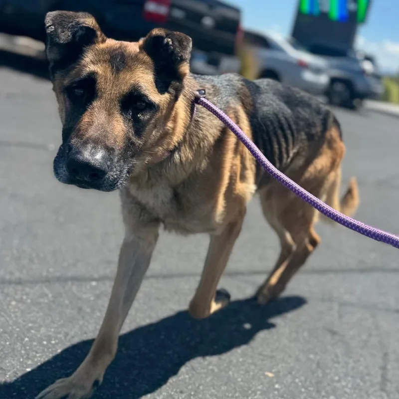 A senior large-sized male Black German Shepherd Dog dog named Phoenix for adoption in Las Vegas, NV