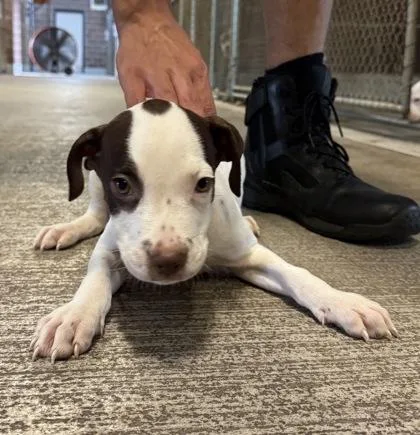 A baby large-sized female Mixed Breed dog named Spinel for adoption in Savannah, GA