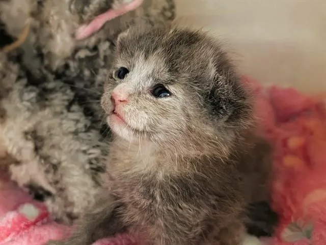 A baby small-sized female Domestic Medium Hair cat named Grayson for adoption in Dallas, TX