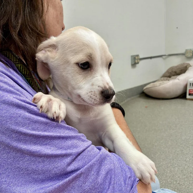 A baby small-sized male Yellow / Tan / Blond / Fawn Pit Bull Terrier dog named Paolo for adoption in Hawthorne, CA