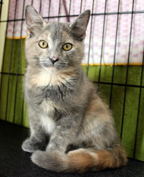 A baby small-sized female Dilute Tortoiseshell Domestic Short Hair cat named Brittany for adoption in Mansfield, MA