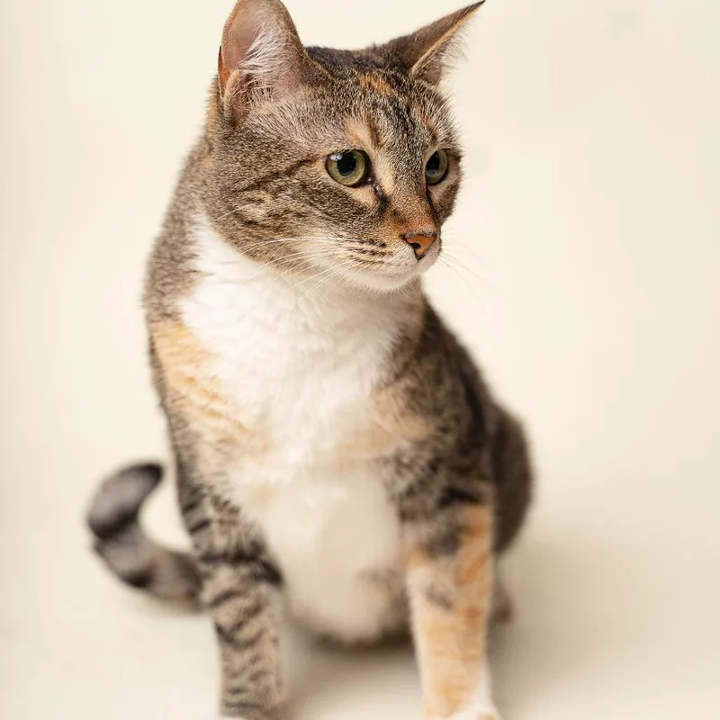 An adult small-sized female Brown / Chocolate Domestic Short Hair cat named Little Bit for adoption in Gonzales, LA