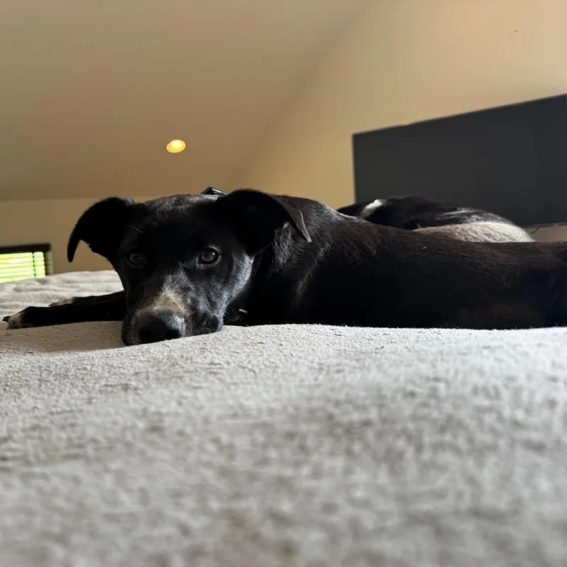 A young small-sized female Black Jack Russell Terrier dog named Tilly for adoption in Fairfax Station, VA