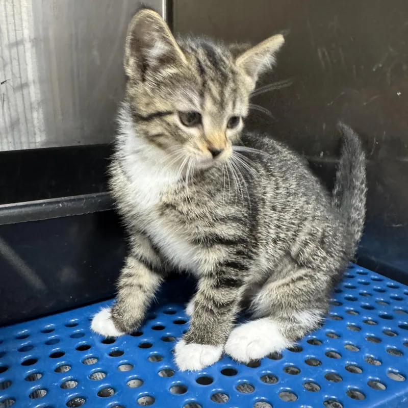 A young medium-sized female Domestic Short Hair cat named Moana for adoption in Breese, IL