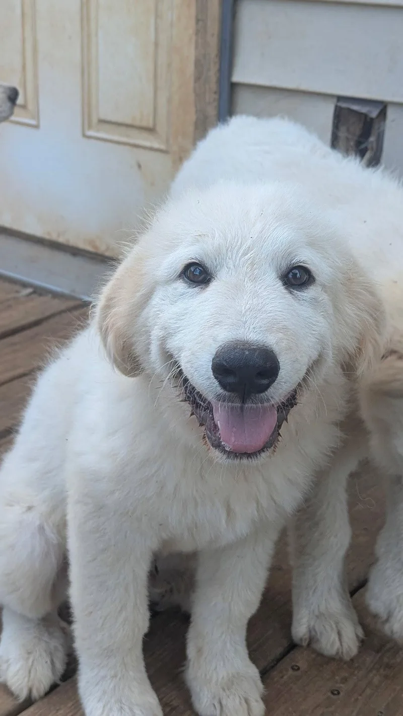 A baby extra large-sized female Great Pyrenees dog named Sonny for adoption in Croydon, NH