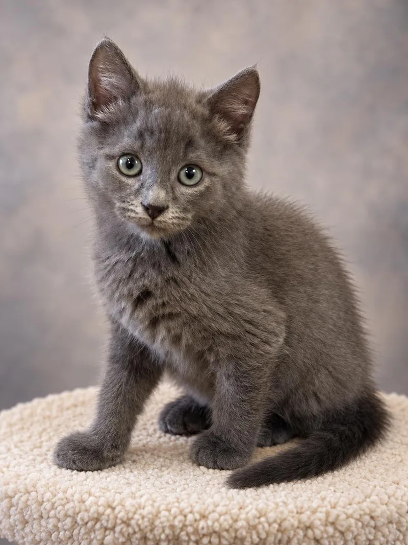 A baby medium-sized female Gray / Blue / Silver Domestic Short Hair cat named Klaus for adoption in Lemoyne, PA