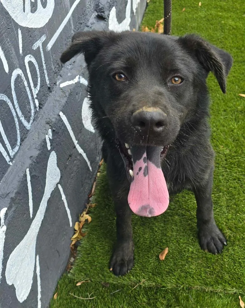 An adult medium-sized male Black Chow Chow dog named Hawthorne for adoption in Manhattan, NY