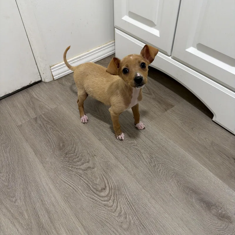 A baby small-sized male Chihuahua dog named Walrus for adoption in San Diego, CA