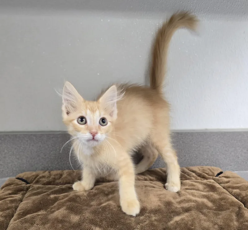 A baby medium-sized female Orange & White Domestic Short Hair cat named Sarah for adoption in Mount Carmel, IL