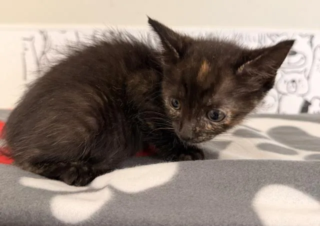 A baby small-sized female Domestic Short Hair cat named Linlin for adoption in San Pedro, CA