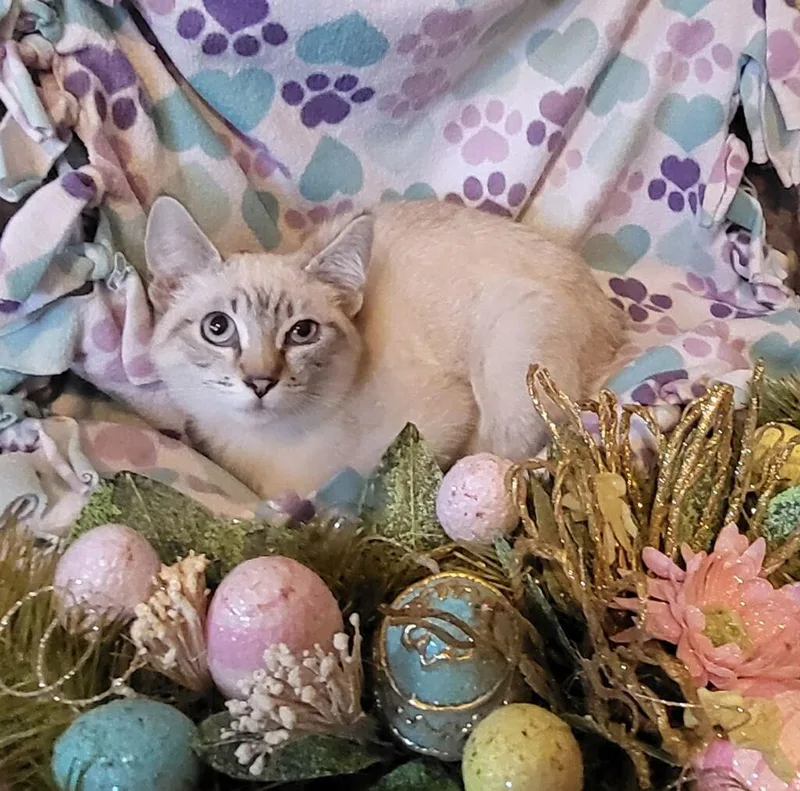 A young medium-sized male Siamese cat named Bamboo for adoption in Littlerock, CA