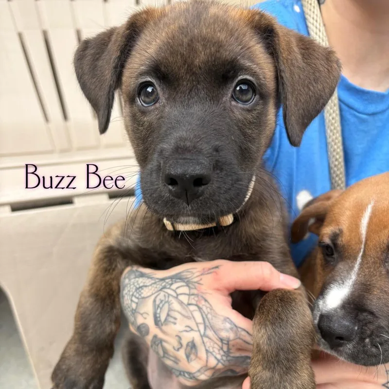 A baby small-sized female Brindle Pit Bull Terrier dog named Buzz Bee for adoption in Parkersburg, WV