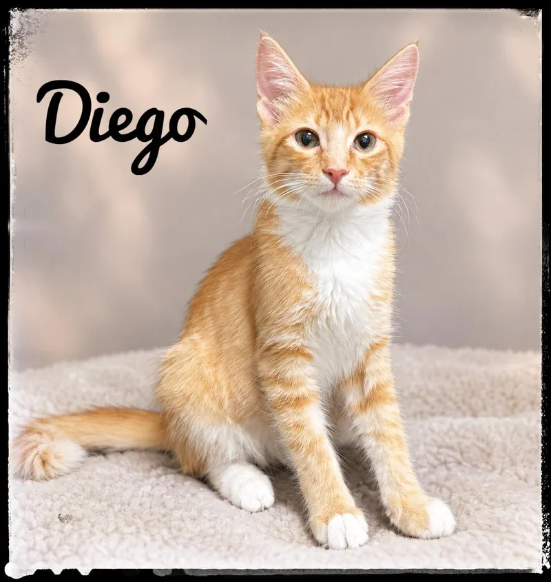 A baby small-sized male Domestic Medium Hair cat named Diego for adoption in El Cajon, CA