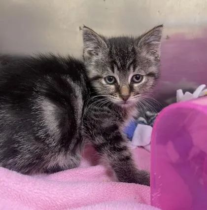 A baby small-sized male Domestic Short Hair cat named Rhys for adoption in Westland, MI