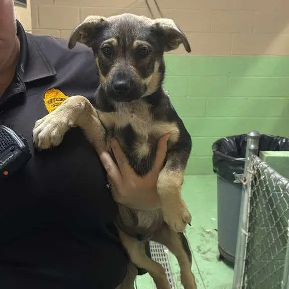 A baby small-sized male Gray / Blue / Silver Mixed Breed dog named Tahoe for adoption in Gadsden, AL