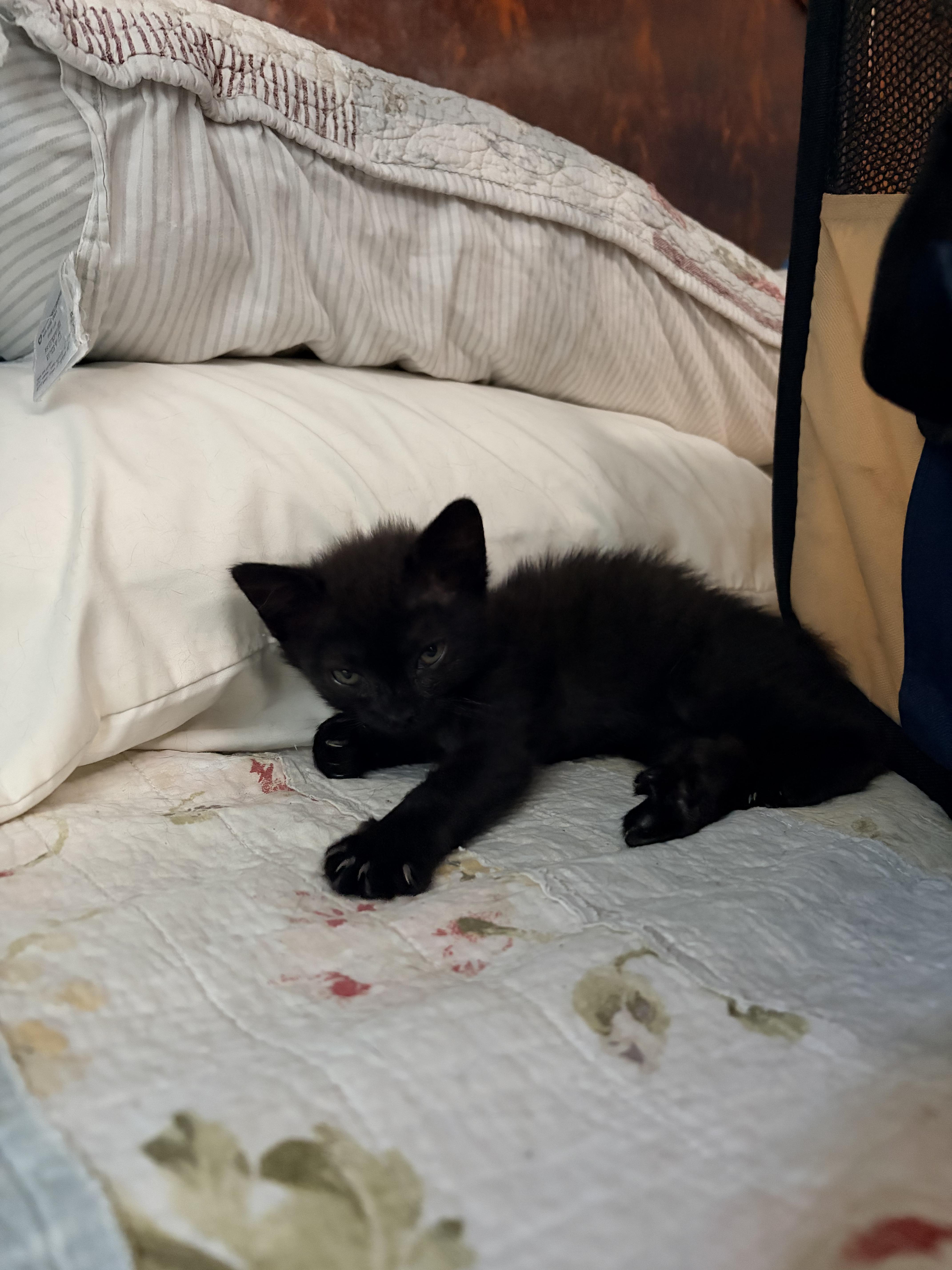 A young small-sized female Black Domestic Short Hair cat named Bella for adoption in Kew Gardens, NY