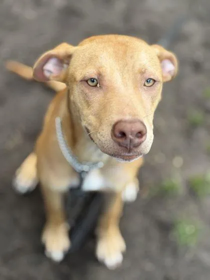 A young medium-sized female Red / Chestnut / Orange Mixed Breed dog named Raine for adoption in Fernandina Beach, FL